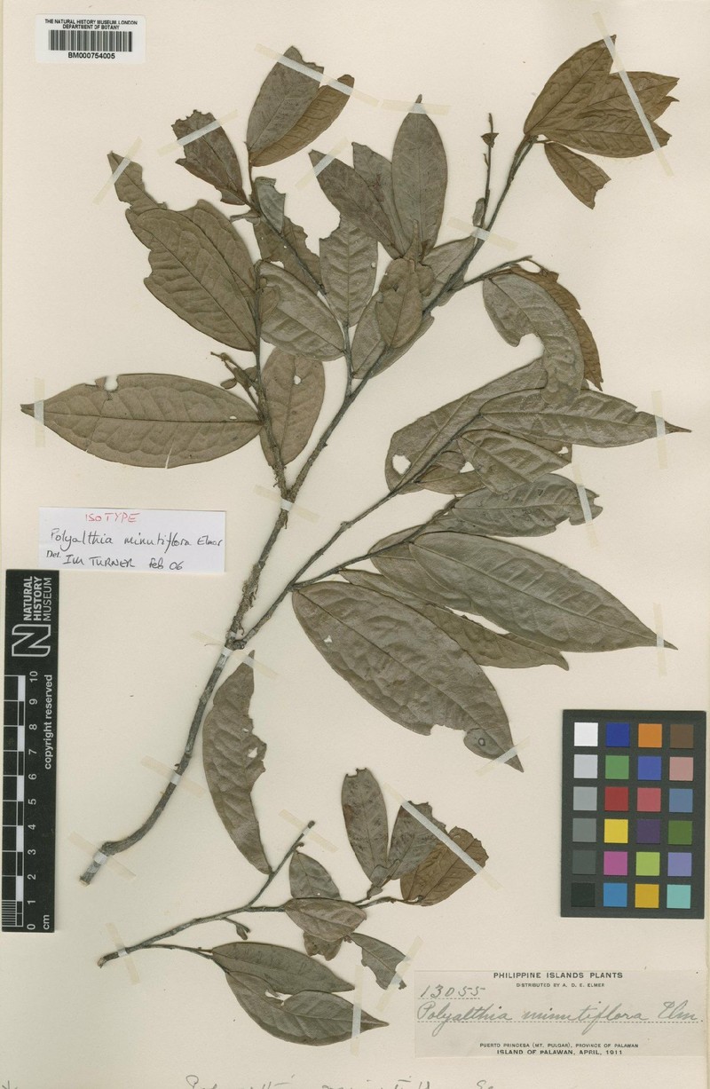Polyalthia minutiflora photo 3