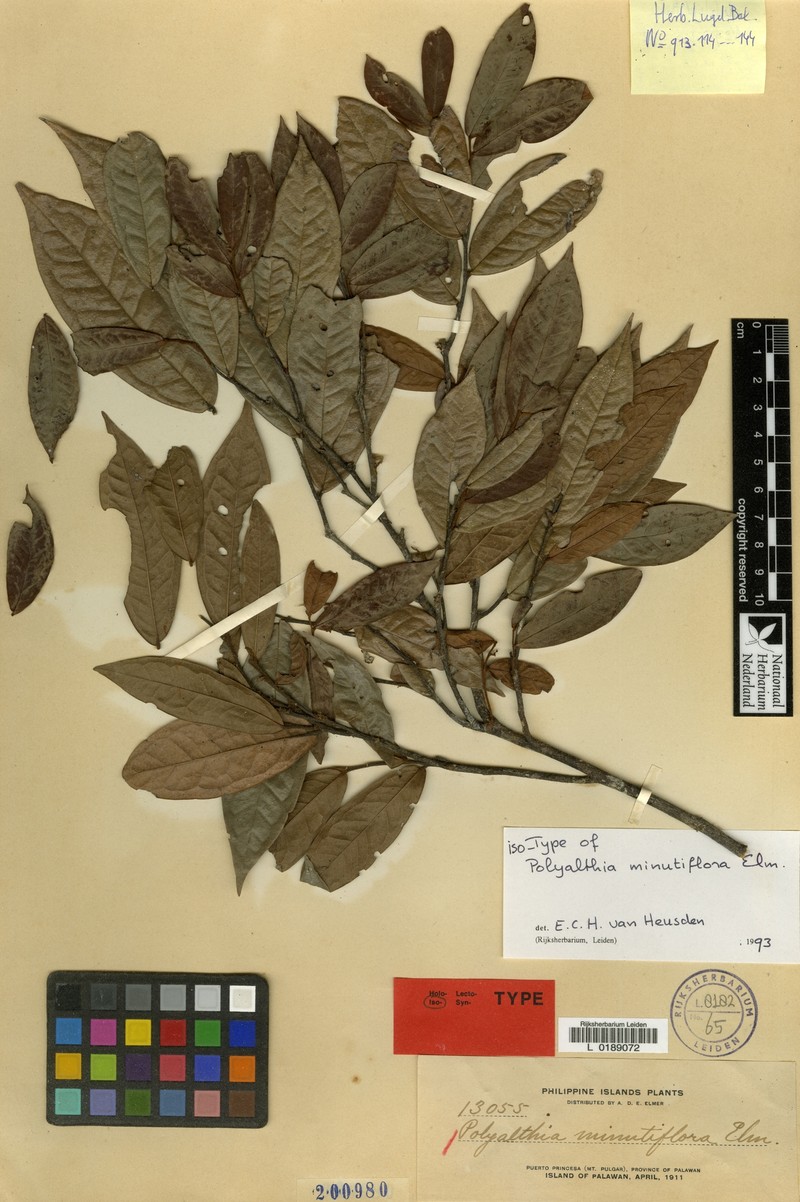 Polyalthia minutiflora photo 4