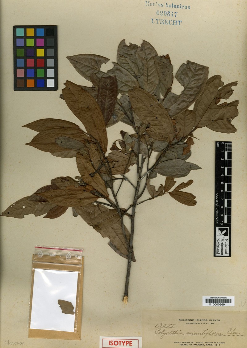 Polyalthia minutiflora photo 5