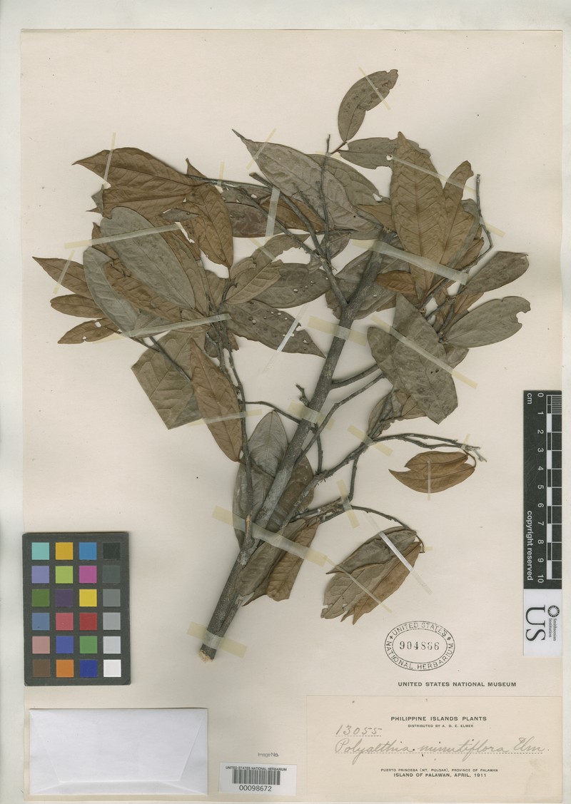 Polyalthia minutiflora