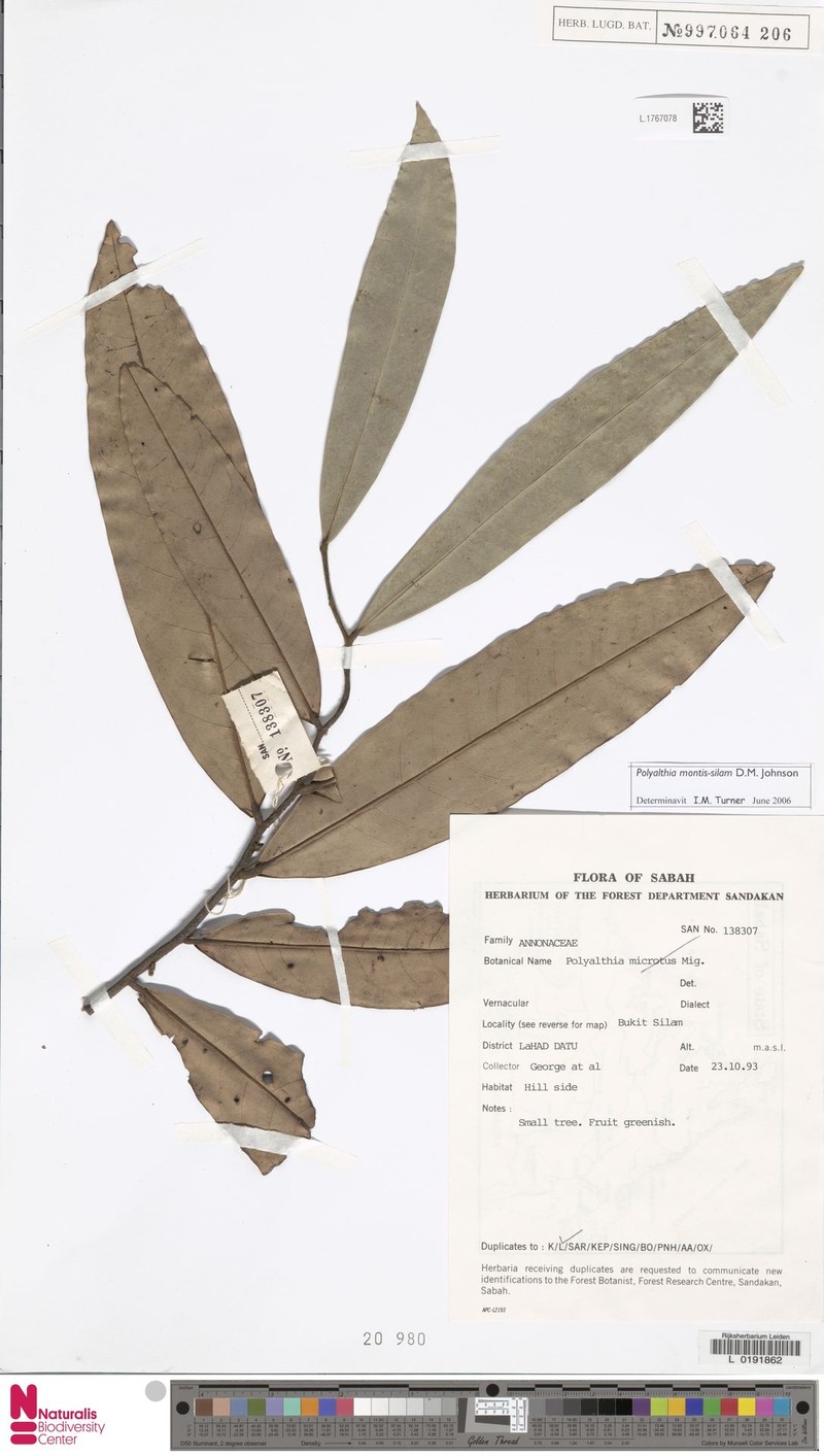 Polyalthia montis-silam