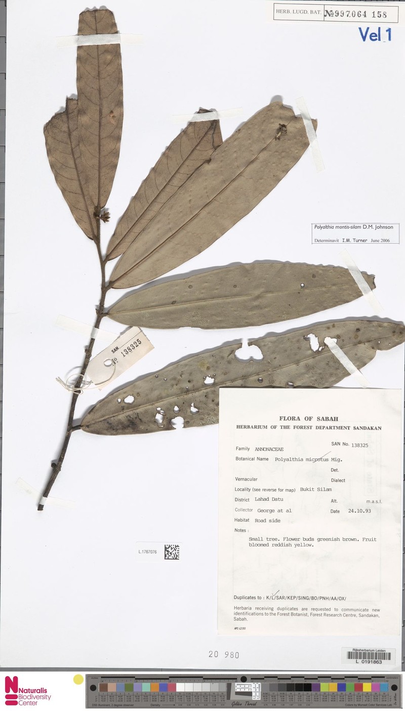 Polyalthia montis-silam photo 2