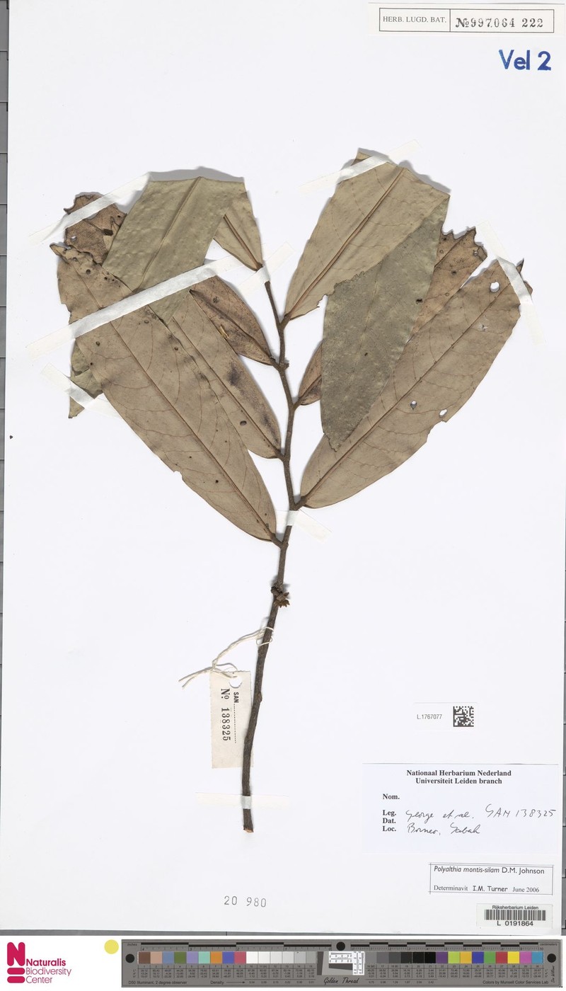 Polyalthia montis-silam photo 3