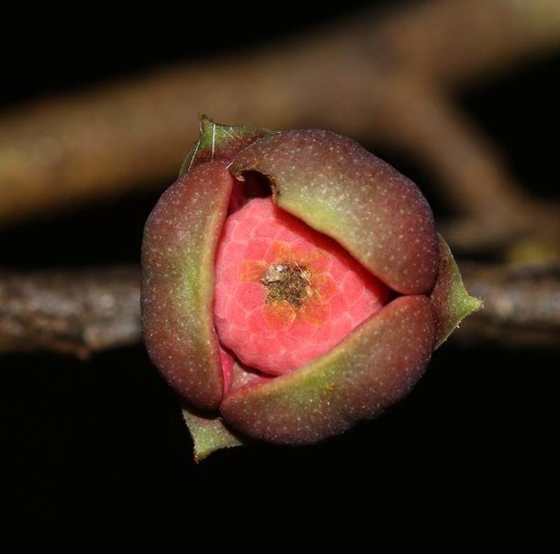 Polyalthia moonii