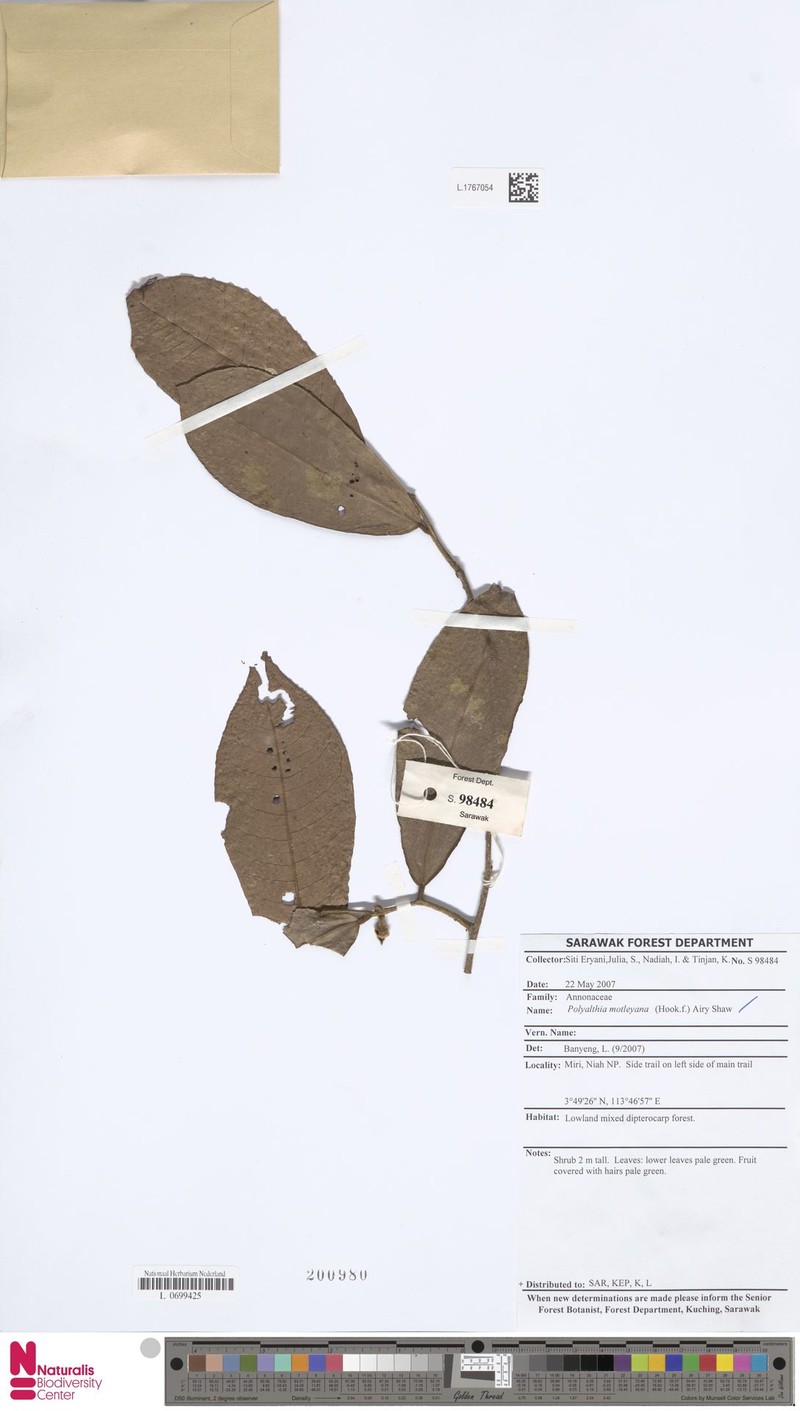 Polyalthia motleyana photo 2