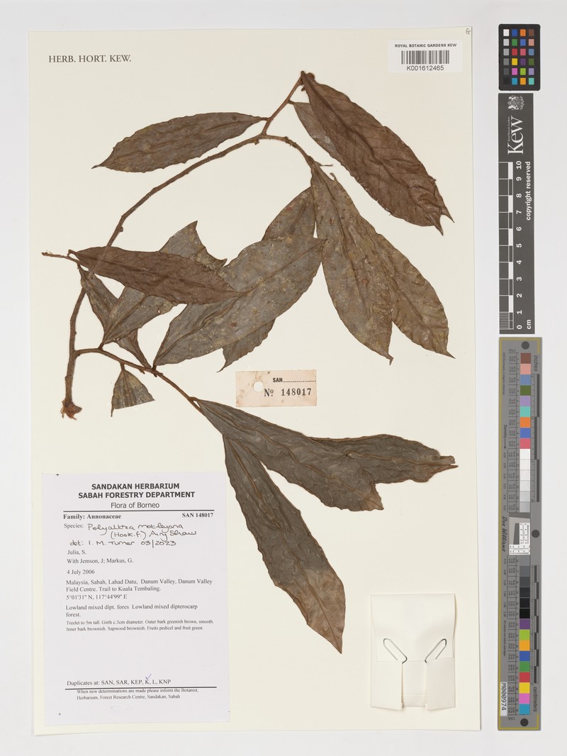 Polyalthia motleyana photo 3