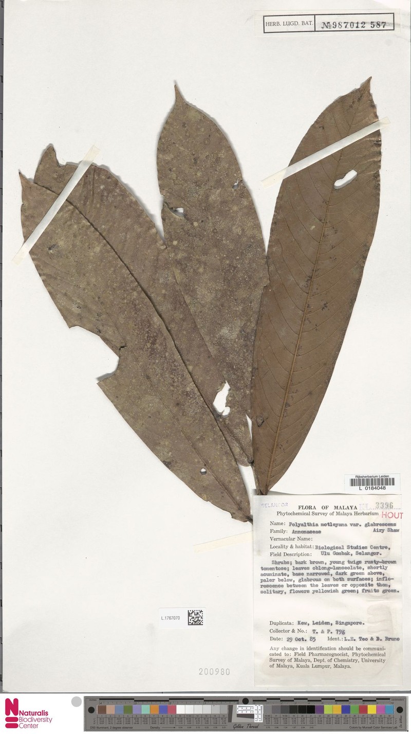 Polyalthia motleyana var. motleyana