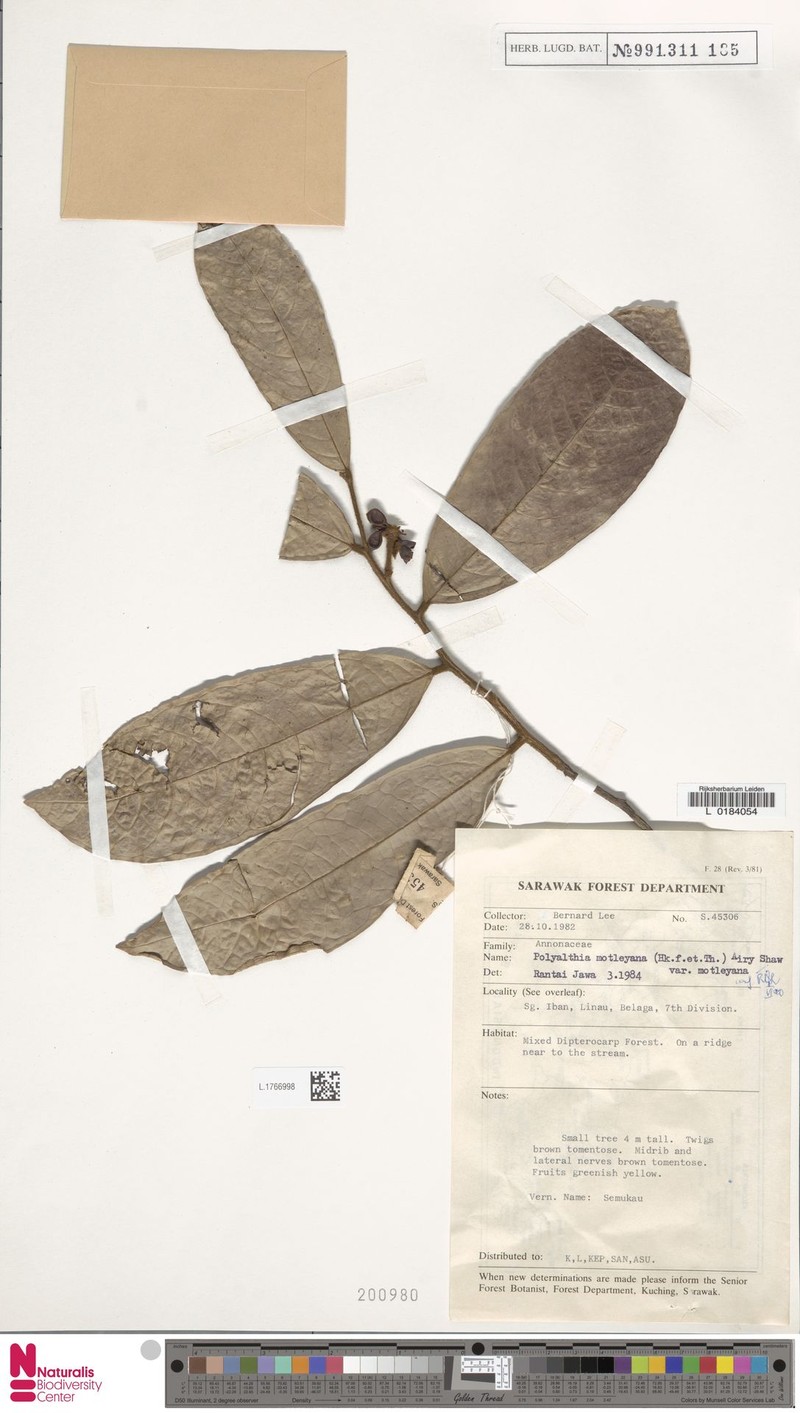 Polyalthia motleyana var. motleyana photo 2