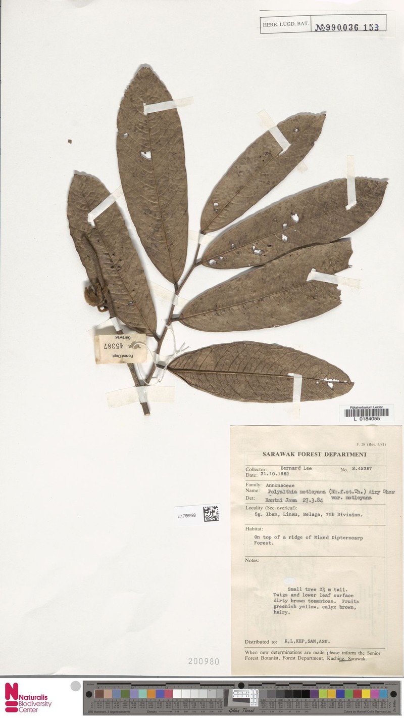 Polyalthia motleyana var. motleyana photo 3