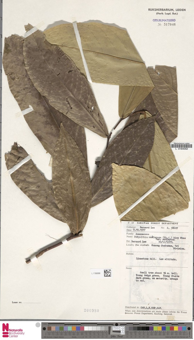 Polyalthia motleyana var. motleyana photo 4