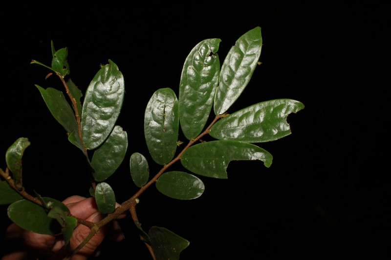 Polyalthia obliqua
