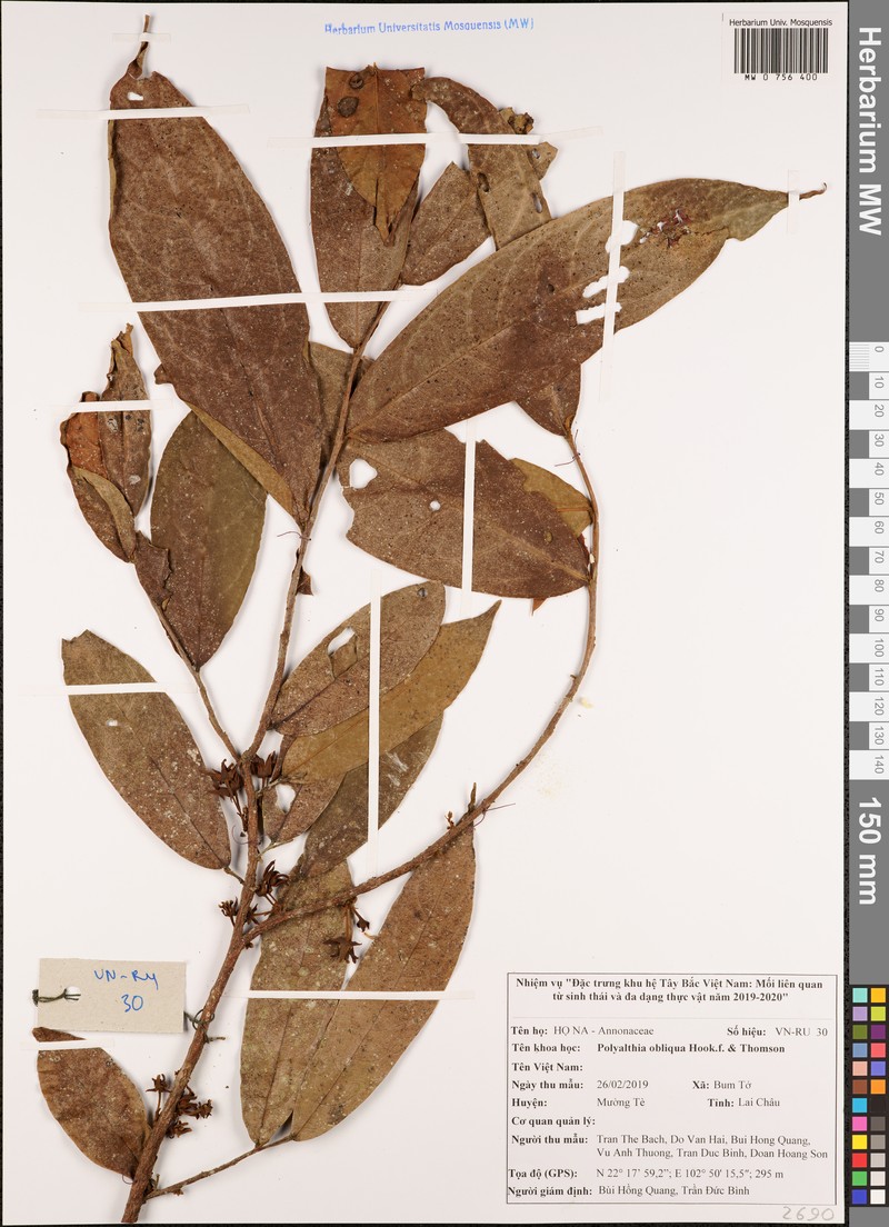 Polyalthia obliqua photo 2