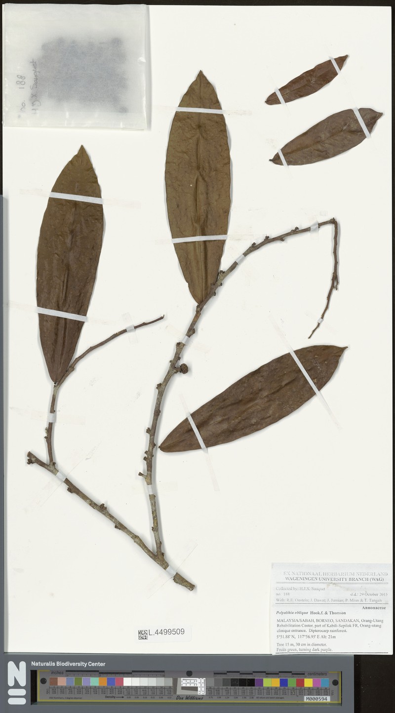 Polyalthia obliqua photo 3