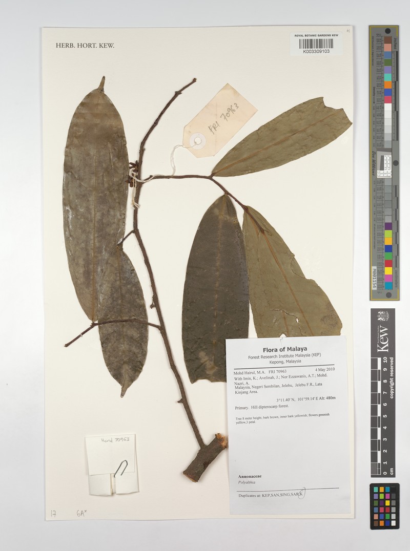 Polyalthia obliqua photo 4