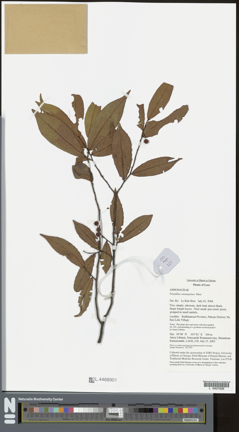 Polyalthia obliqua photo 5