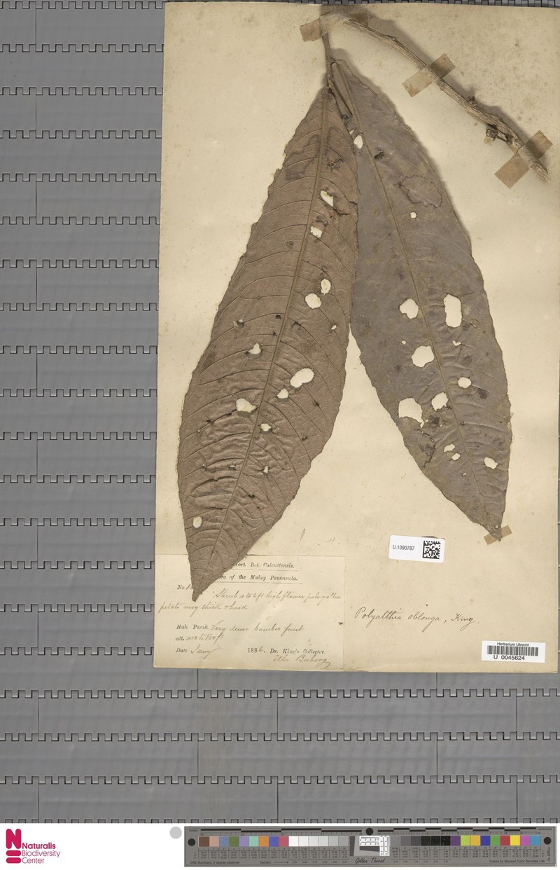 Polyalthia oblonga