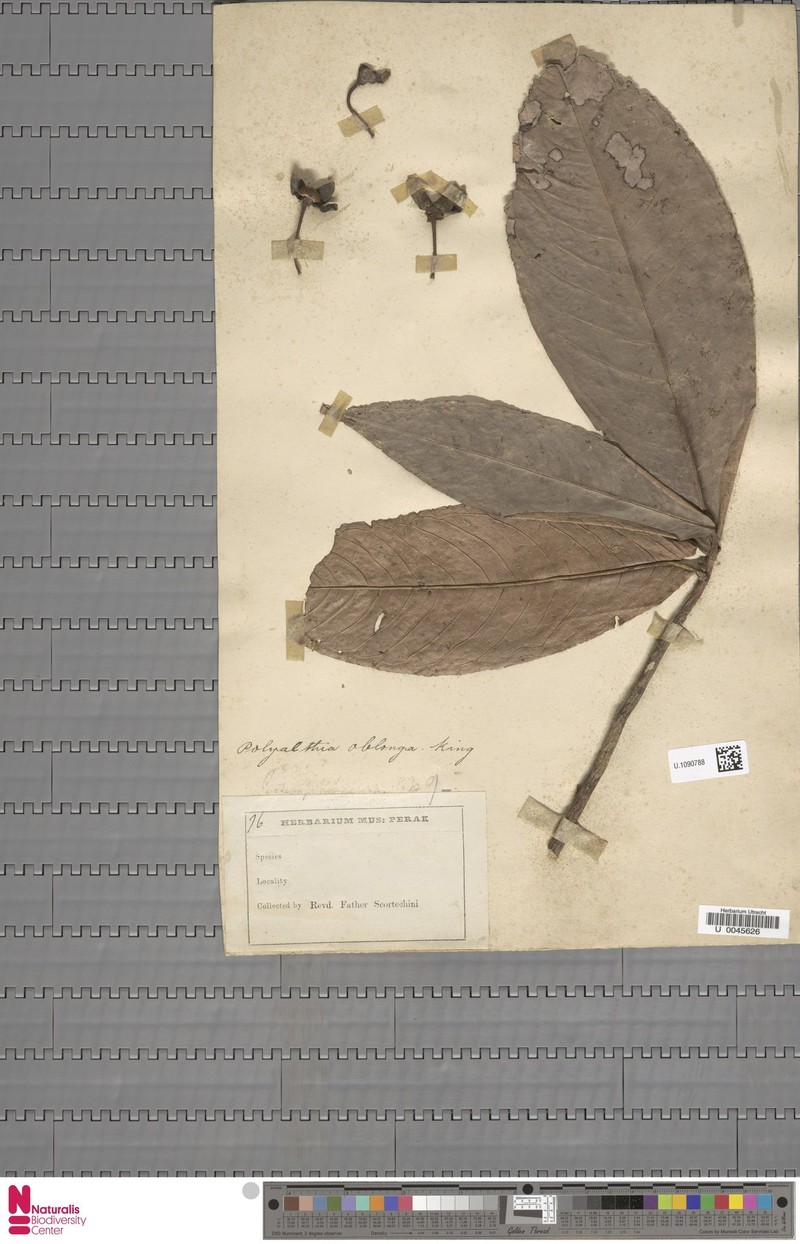 Polyalthia oblonga photo 2