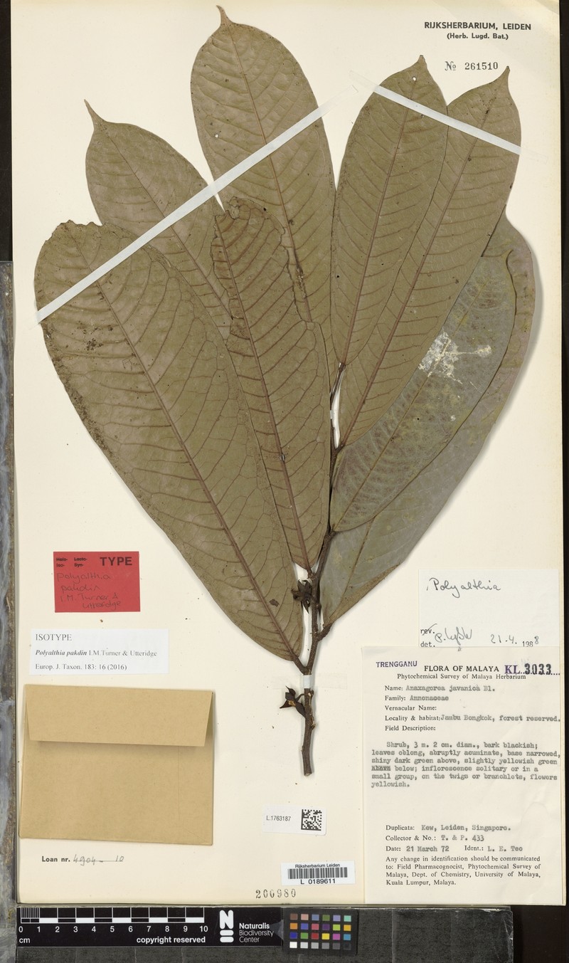 Polyalthia pakdin