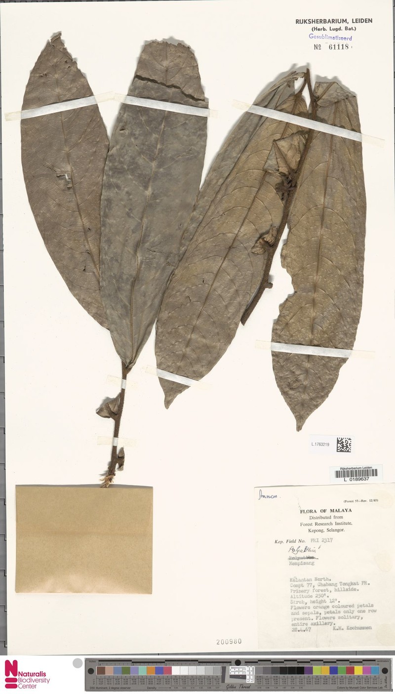 Polyalthia pakdin photo 2