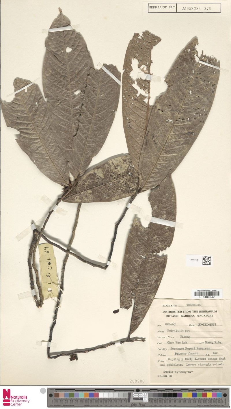 Polyalthia pakdin photo 3