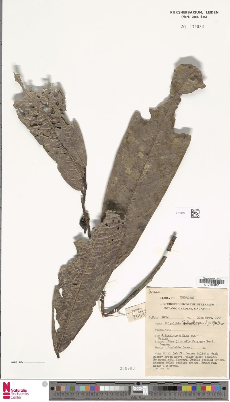 Polyalthia pakdin photo 4