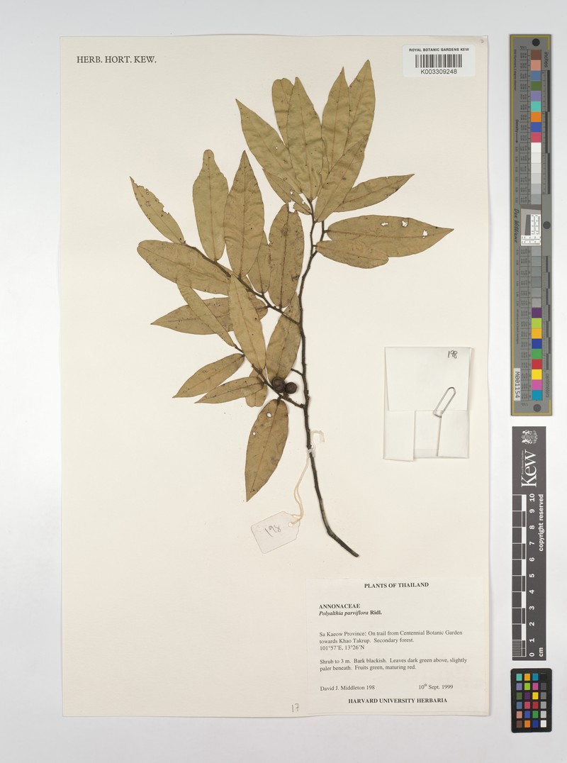 Polyalthia parviflora
