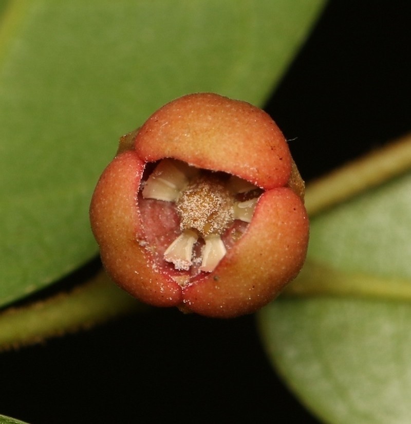 Polyalthia persicifolia