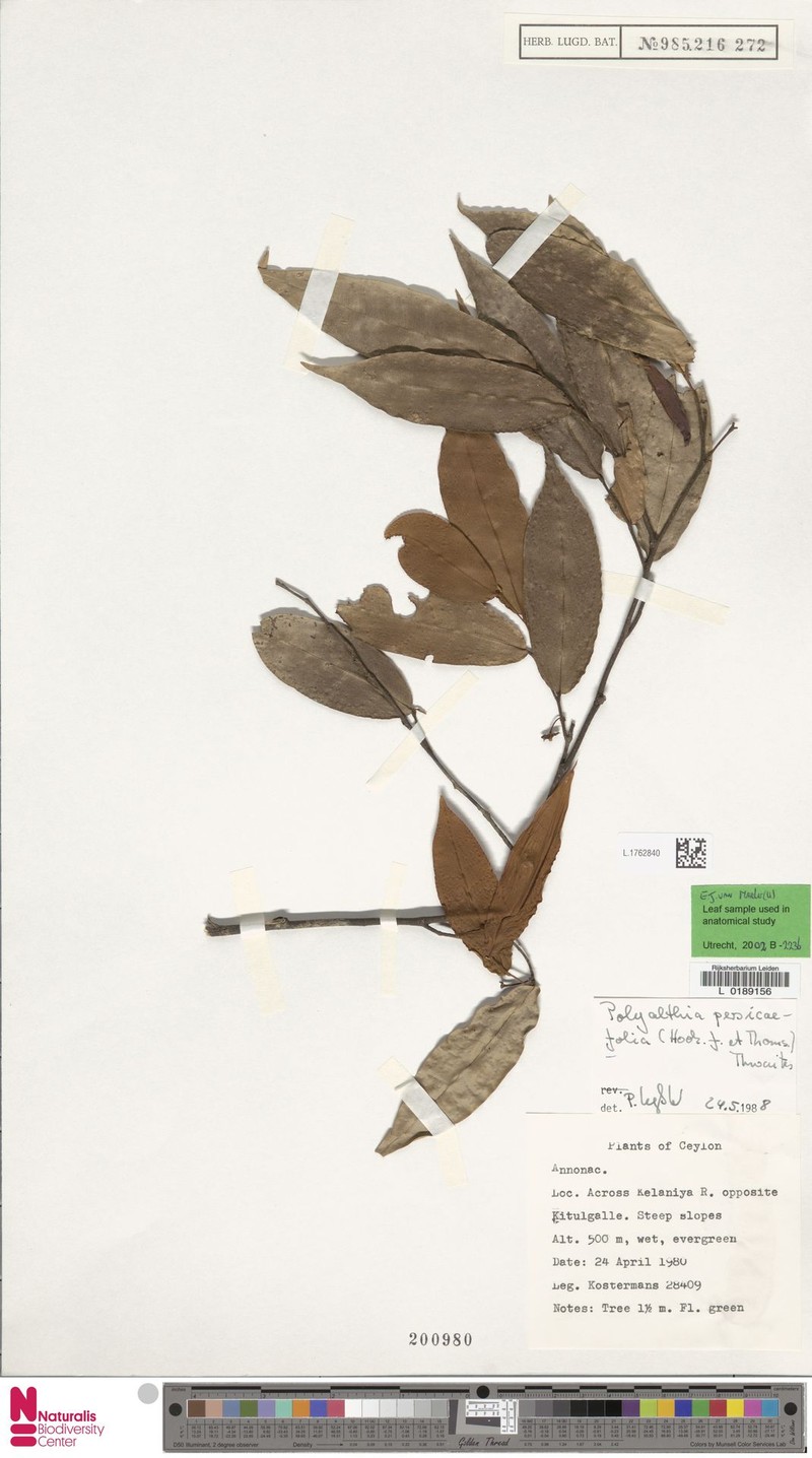 Polyalthia persicifolia photo 2