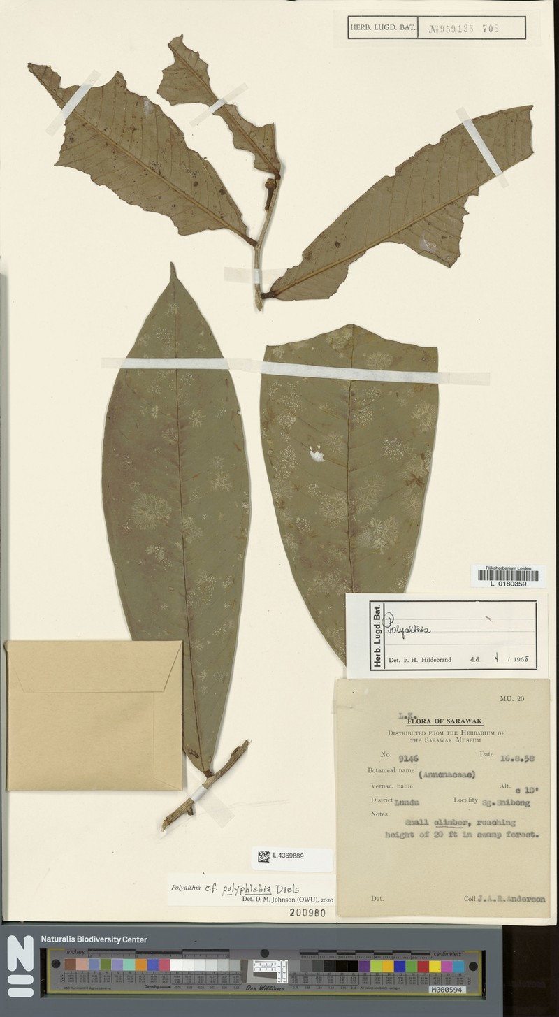 Polyalthia polyphlebia