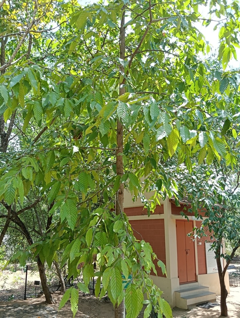 Polyalthia rufescens
