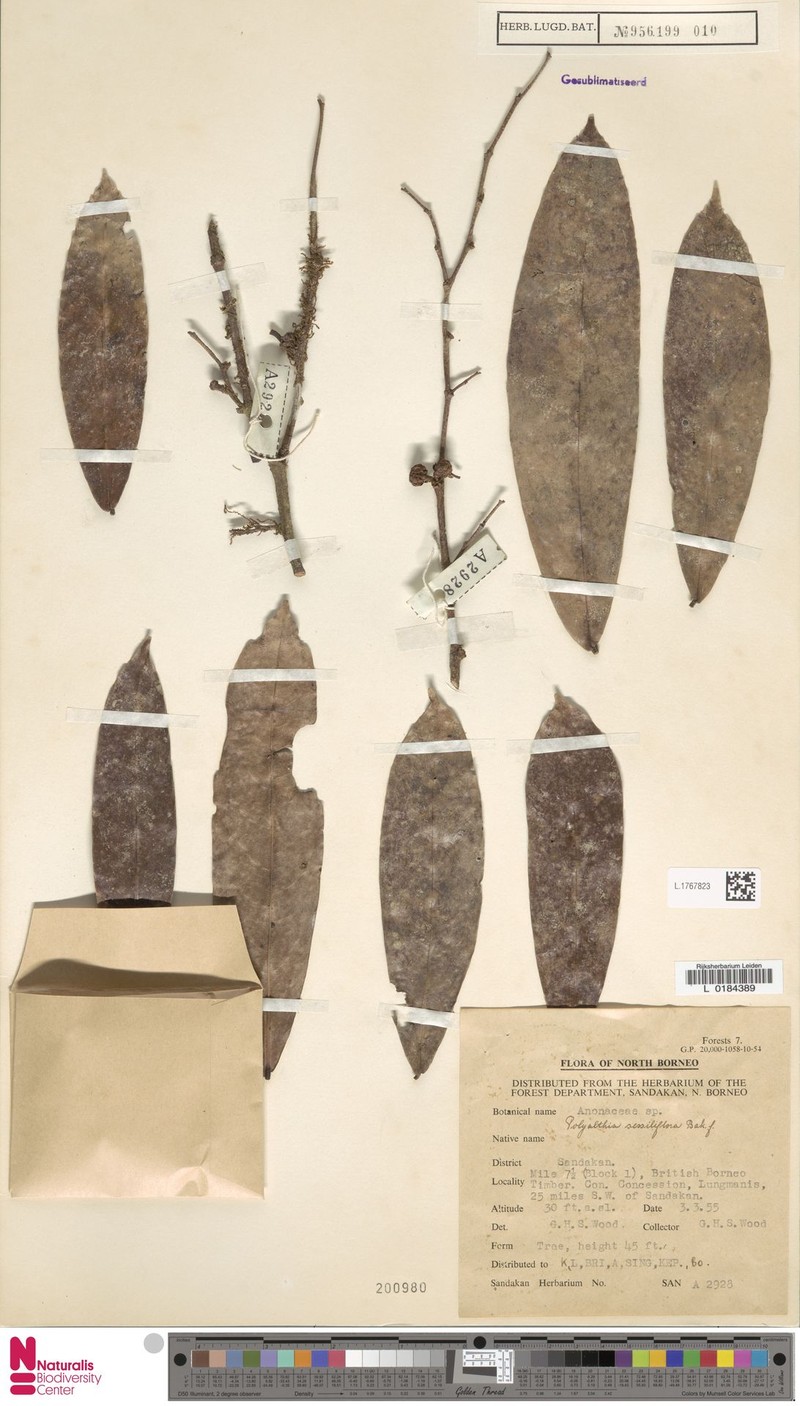 Polyalthia sessiliflora photo 2