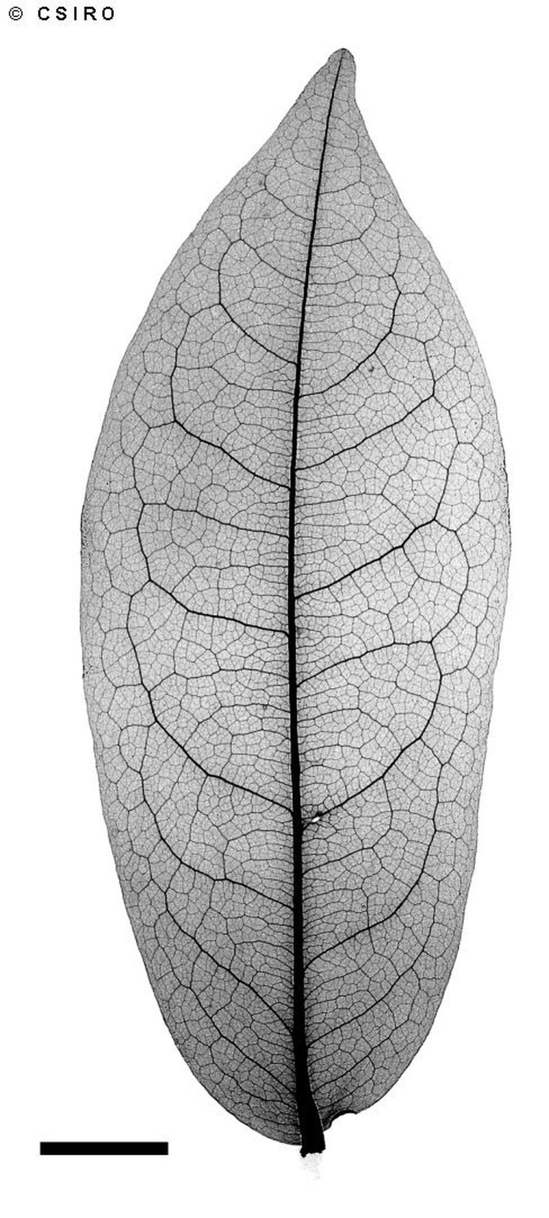 Polyalthia sessiliflora photo 3