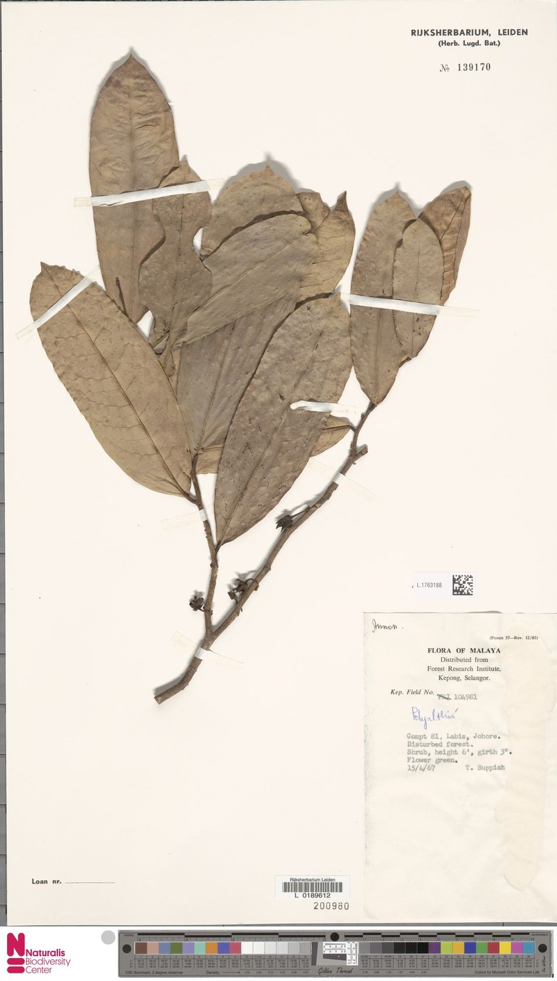 Polyalthia socia