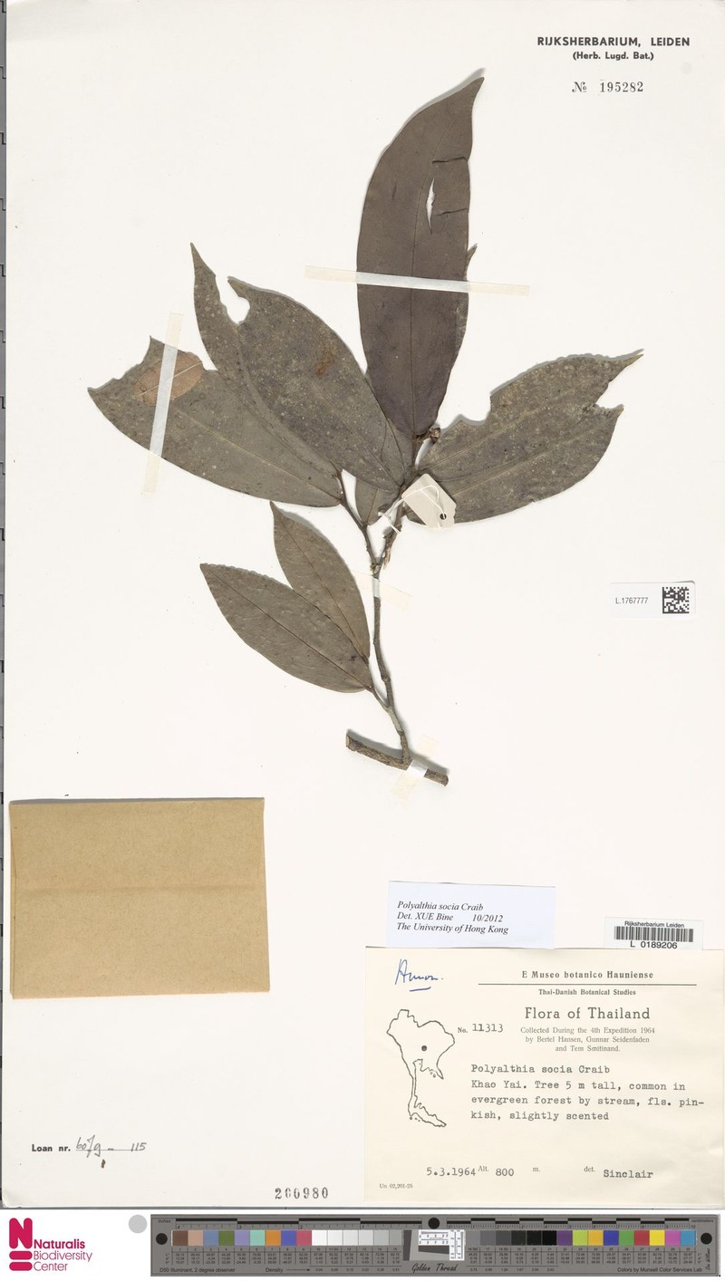Polyalthia socia photo 2
