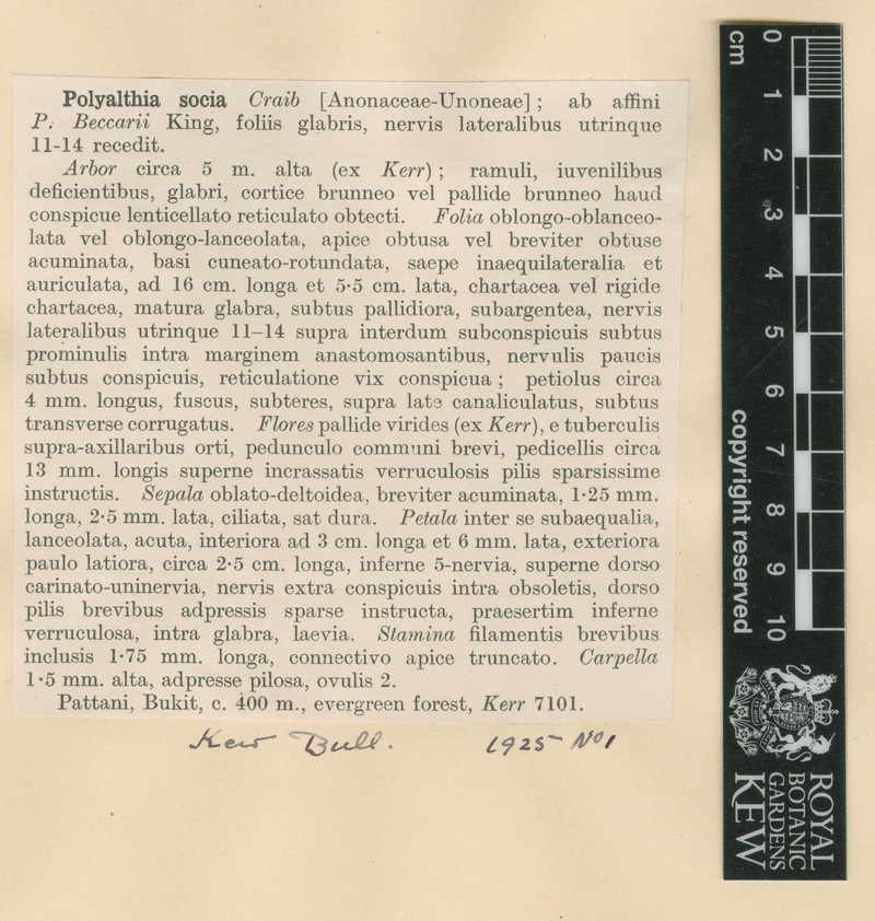 Polyalthia socia photo 3