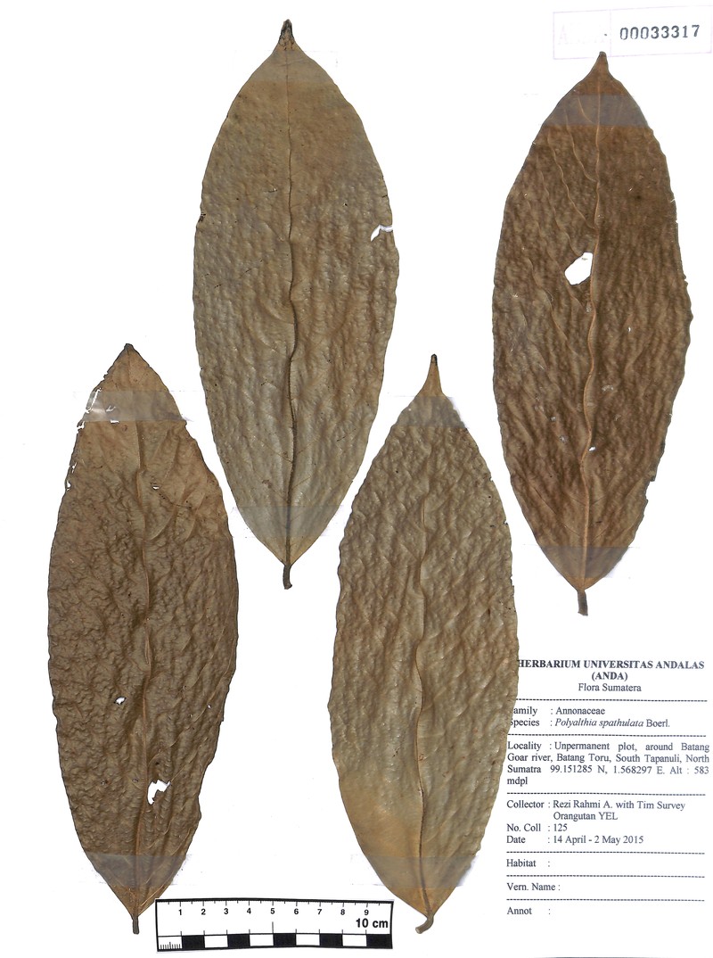 Polyalthia spathulata
