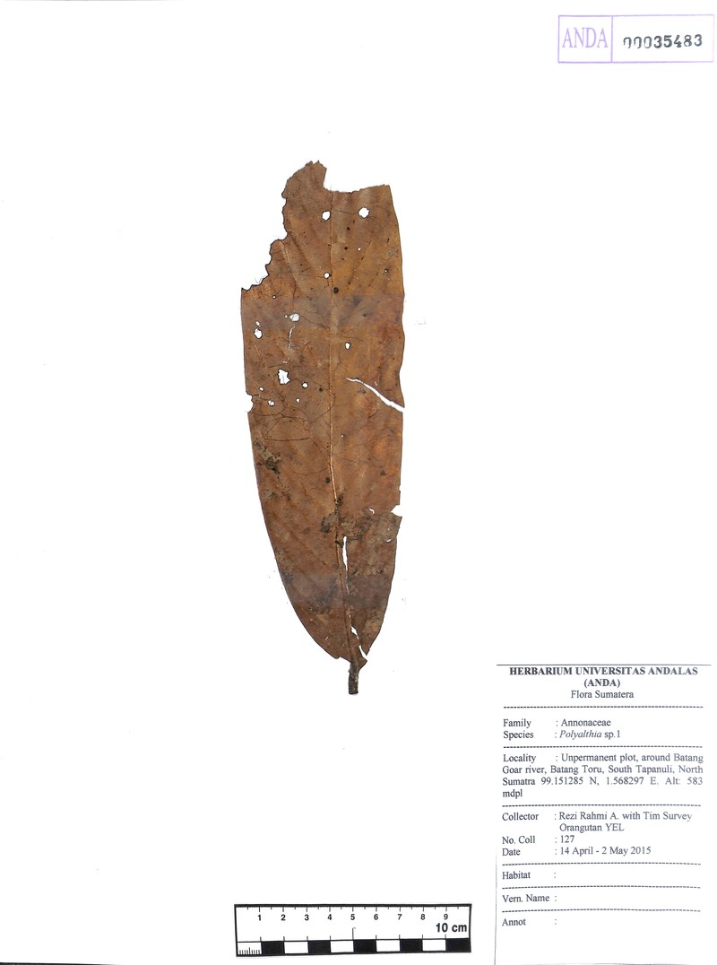 Polyalthia spathulata photo 2