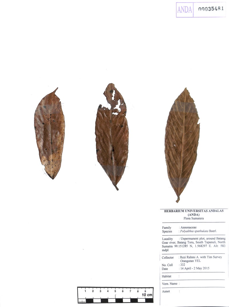 Polyalthia spathulata photo 3