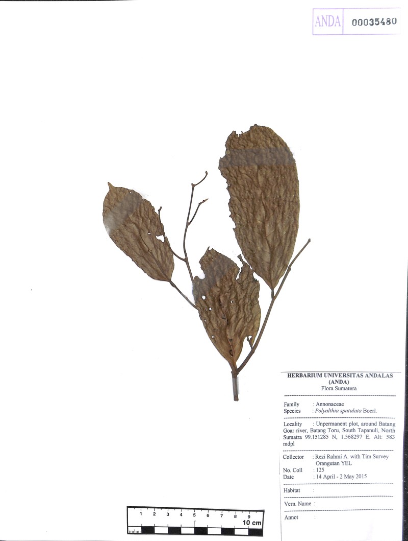 Polyalthia spathulata photo 4