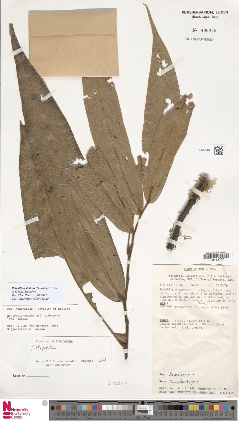 Polyalthia stellata