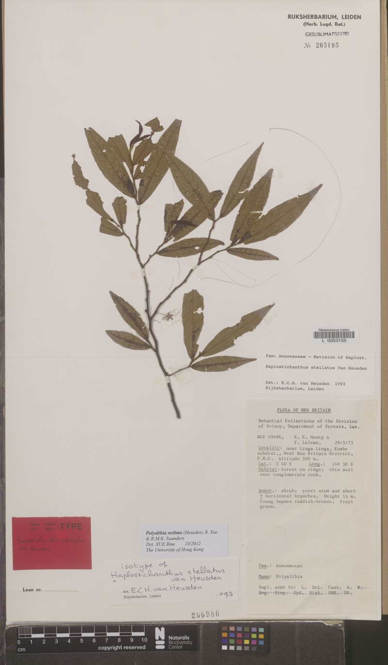 Polyalthia stellata photo 2