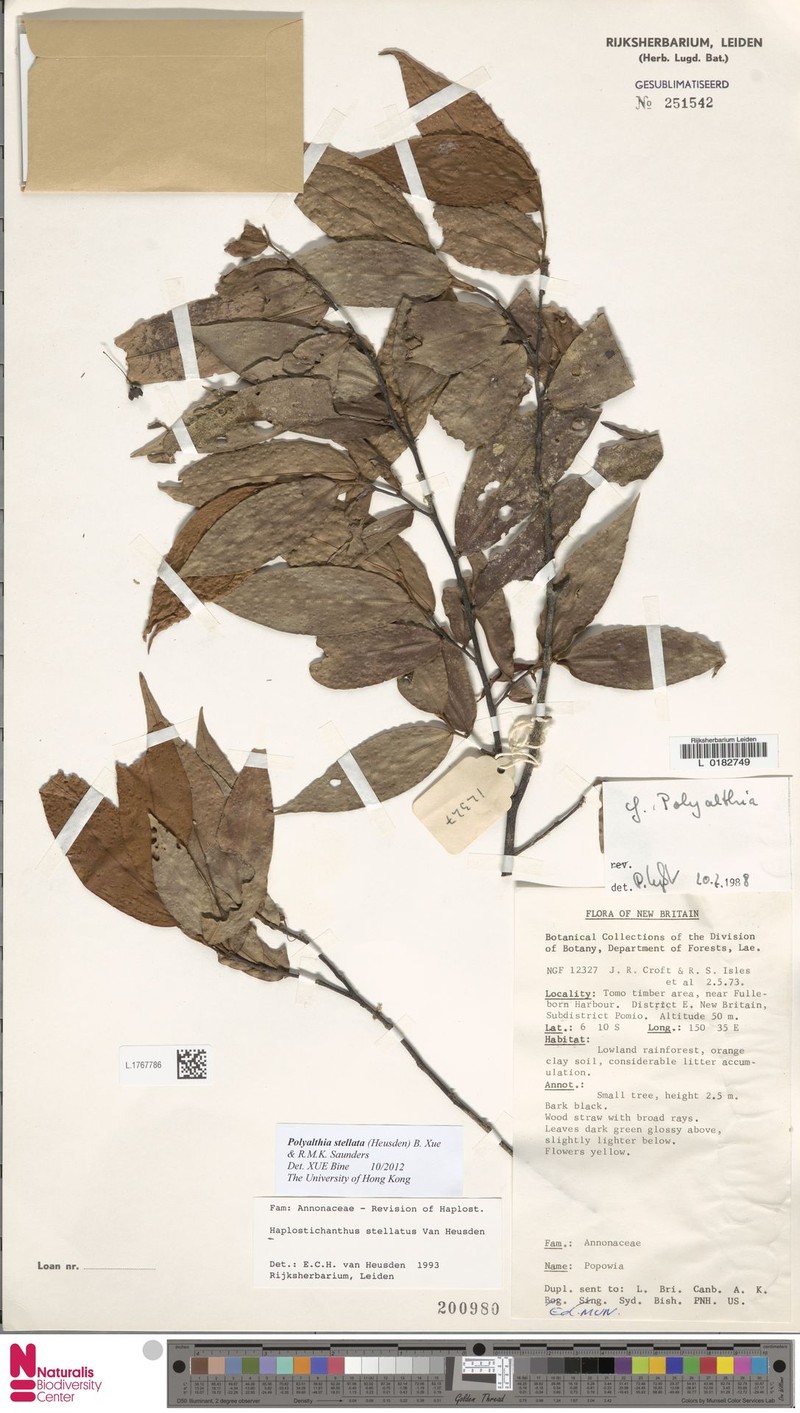 Polyalthia stellata photo 3