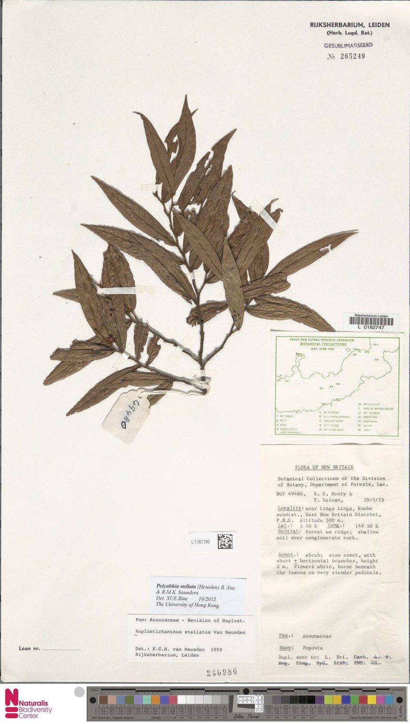 Polyalthia stellata photo 4