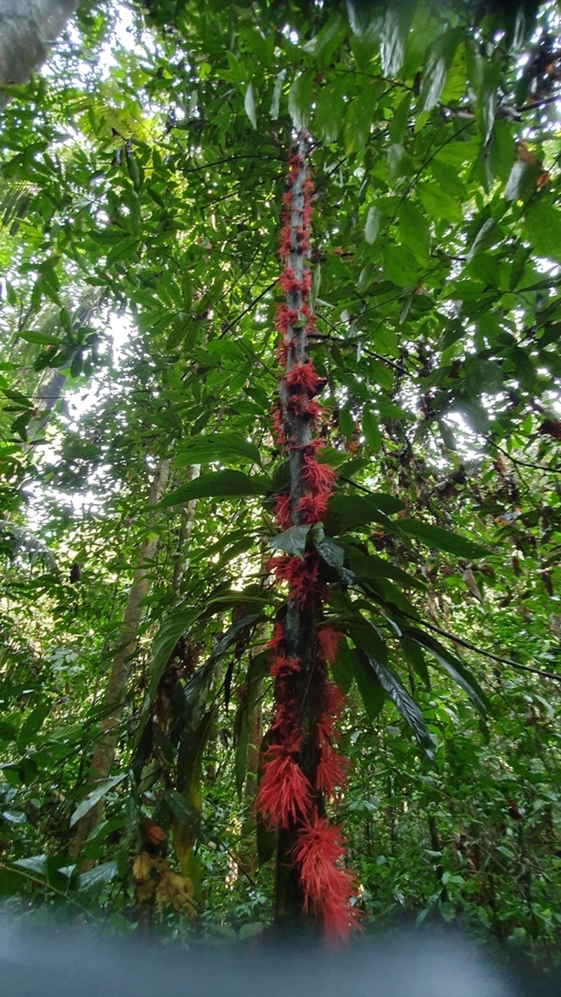 Polyalthia stenopetala