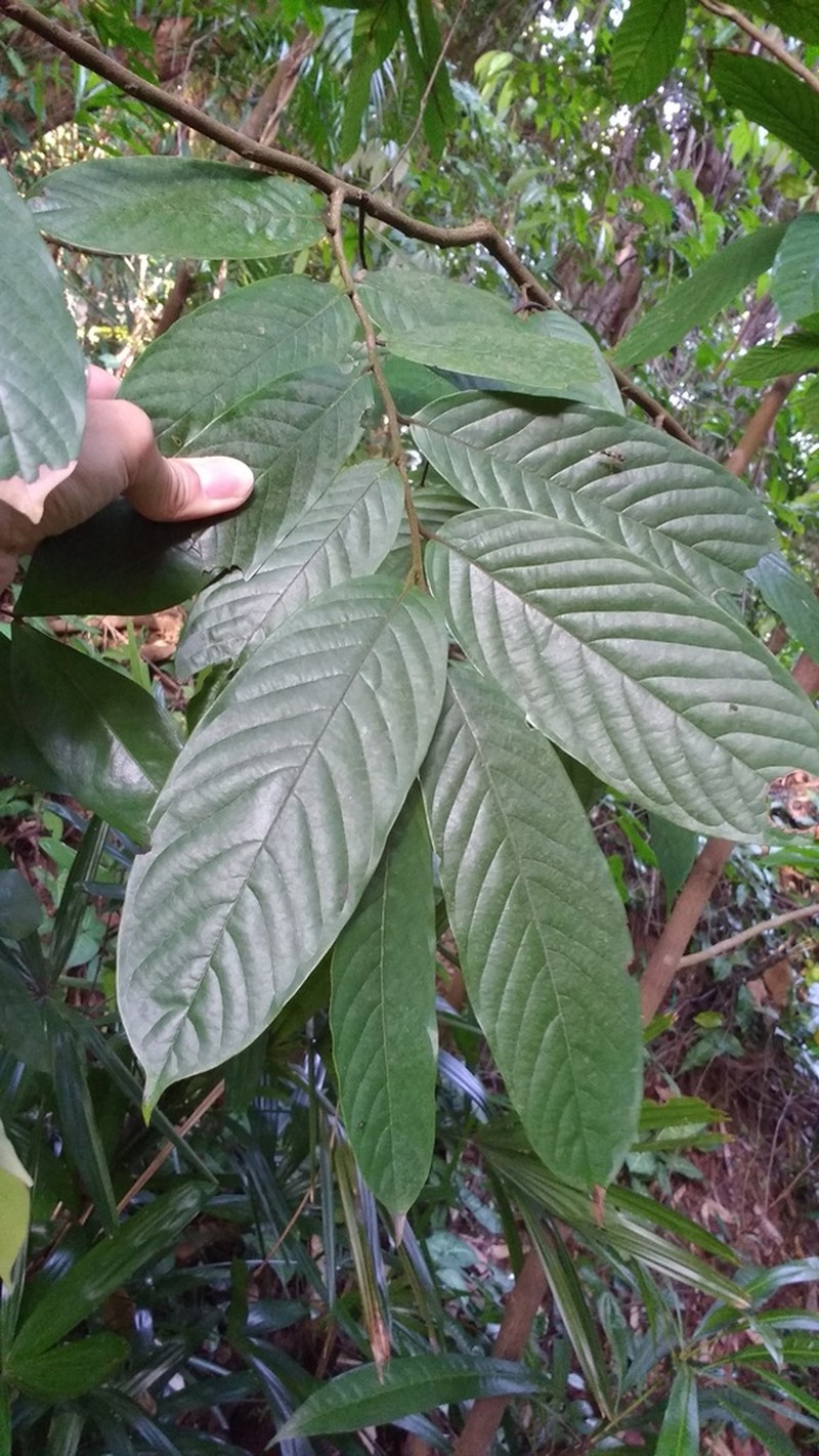Polyalthia stenopetala photo 3