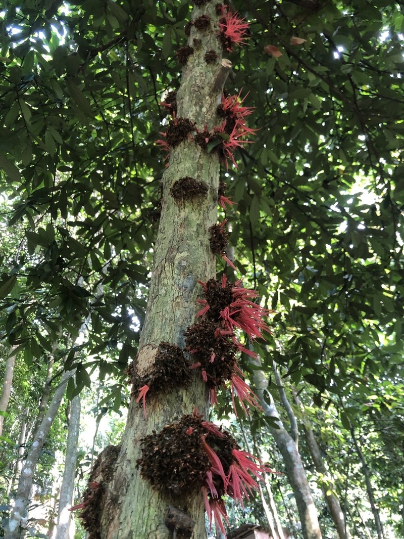 Polyalthia stenopetala photo 4