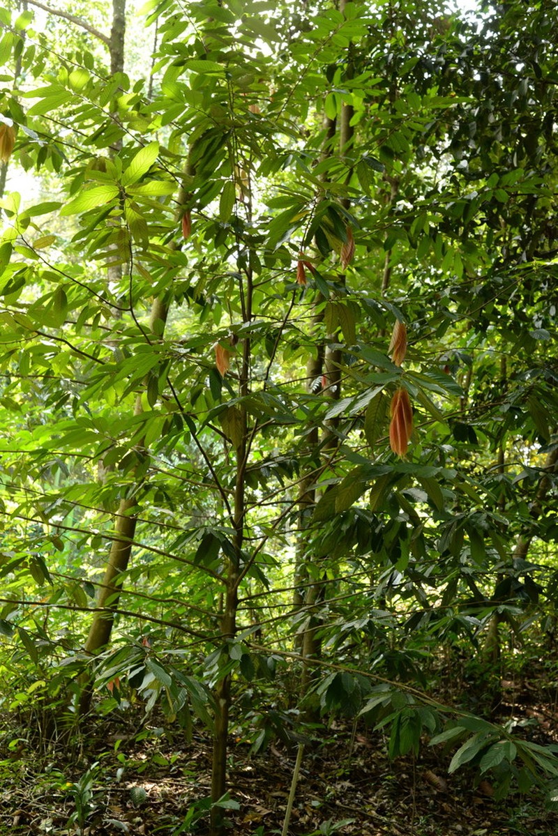Polyalthia stenopetala photo 5