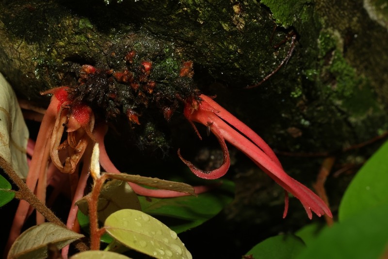 Polyalthia stenopetala photo 6