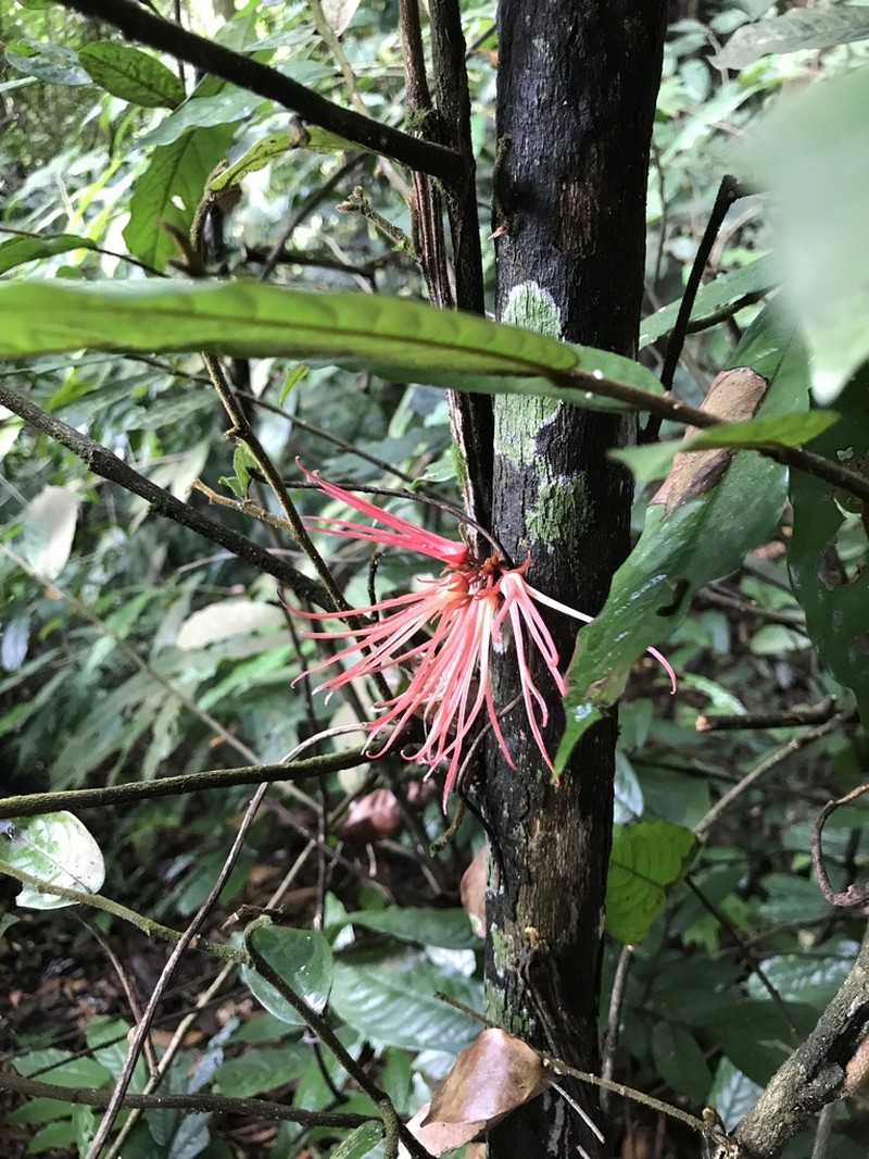 Polyalthia stenopetala photo 8