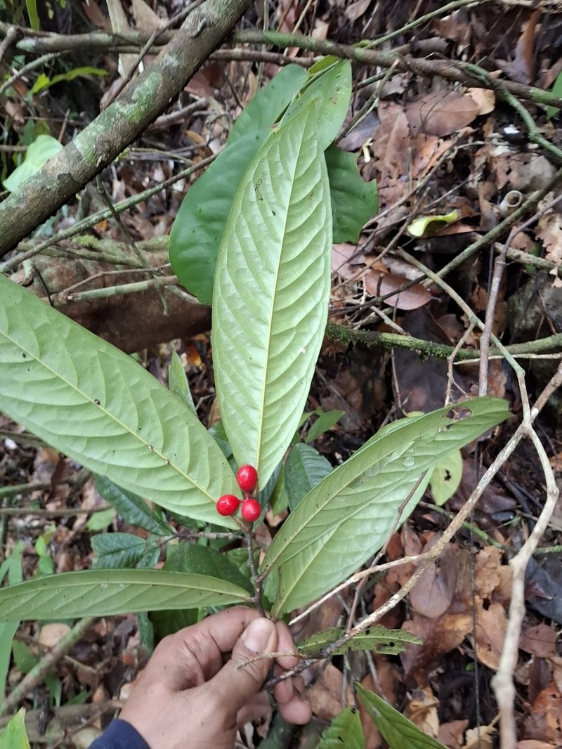 Polyalthia subcordata